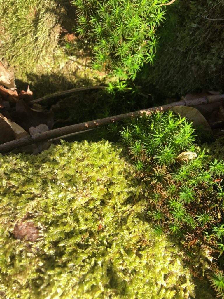 Skovbund med forskellige typer af mos