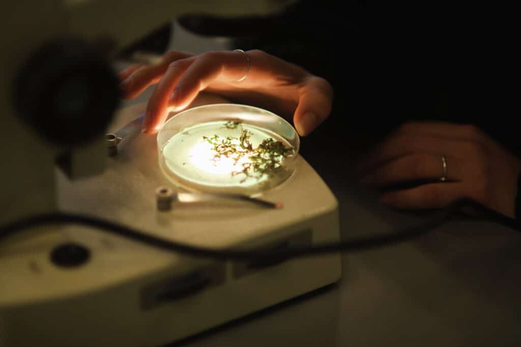 En petriskål med materiale undersøges under et mikroskop